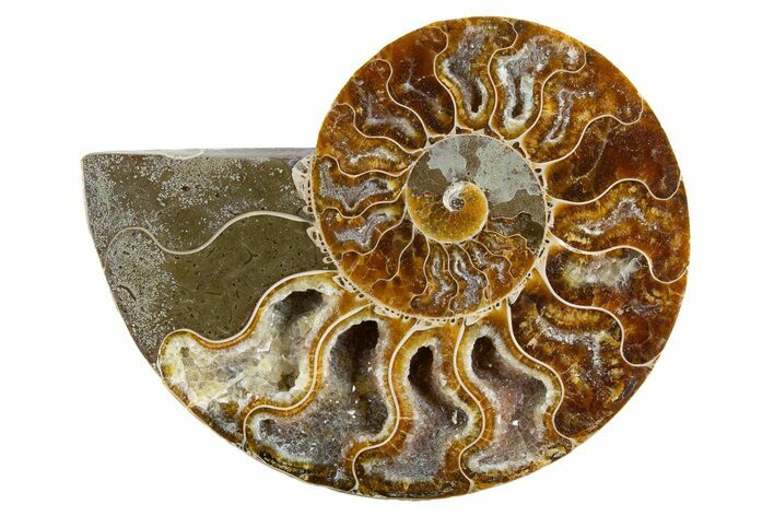 Cut & Polished Ammonite Fossil (Half) - Deep Crystal Pockets #346004